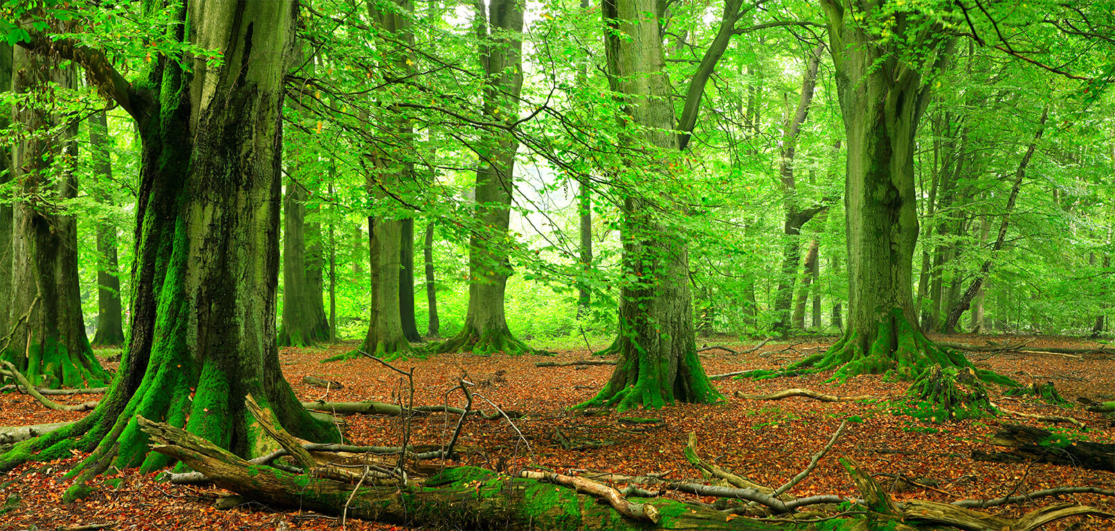 Groen bos